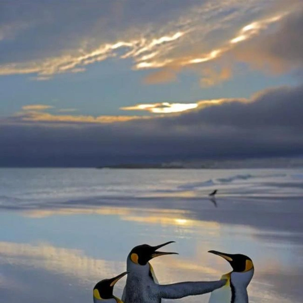 «Сим посвящаю тебя в рыцари!» | Источник: Andy Rouse / Comedy Wildlife Photography Awards 2024