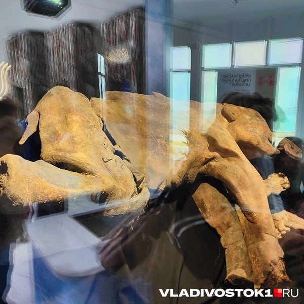 Источник: Татьяна Акишина / VLADIVOSTOK1.RU