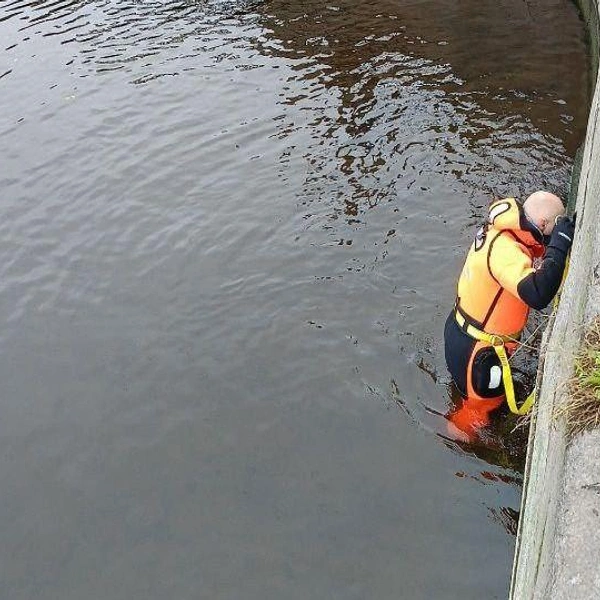 Источник: Кошкиспас