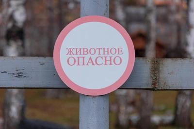 Драки приматов в Роевом ручье: есть ли как у Панча?