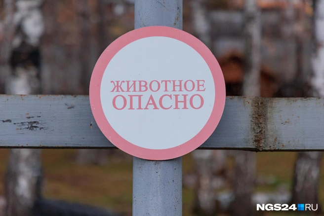 Кто-нибудь дерется? | Источник: Мария Ленц / NGS24.RU