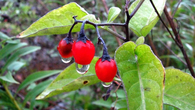 Опасно для жизни: 5 признаков ядовитых ягод, о которых не знают жители города