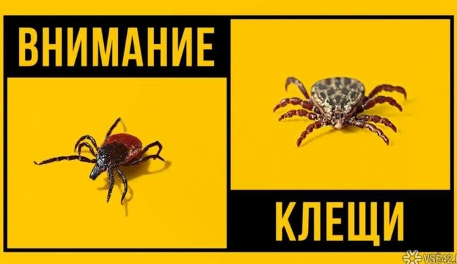 В Кузбассе выросло число обращений после клещей | Источник: Nk-tv.com