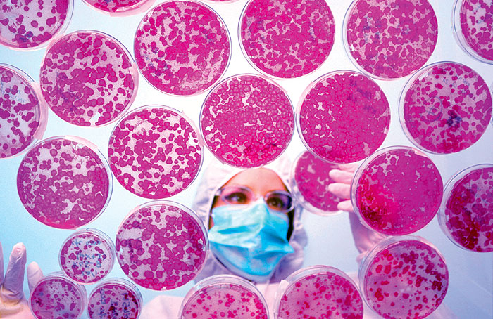Стволовые клетки: как человечество придумало себе новое чудо