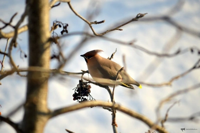 Похолодание и осадки ожидаются в Сахалинской области 24 апреля
