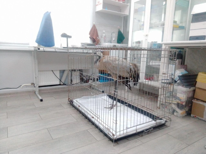 В Барнауле журавль прошел ветосмотр и сейчас уже находится в Барнаульском зоопарке на карантине | Источник: Олег Андреенков