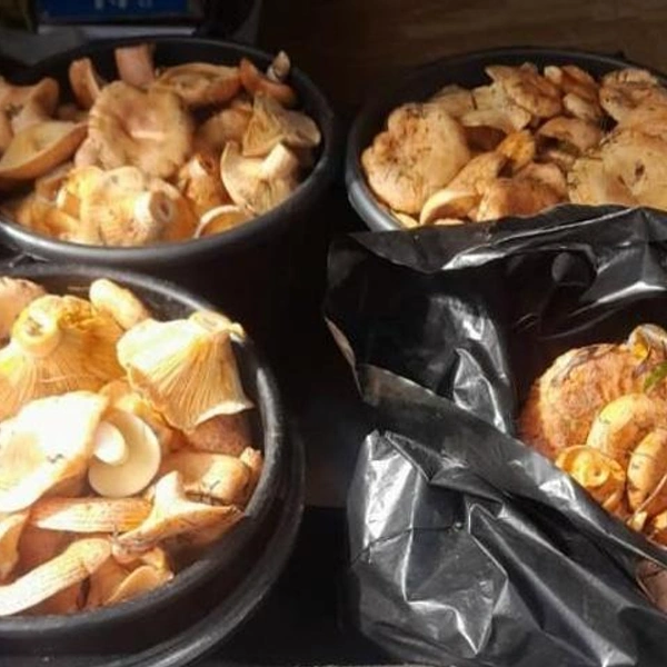 Источник: Наталья Попова / Грибы в Подмосковье 2025 / VK.com