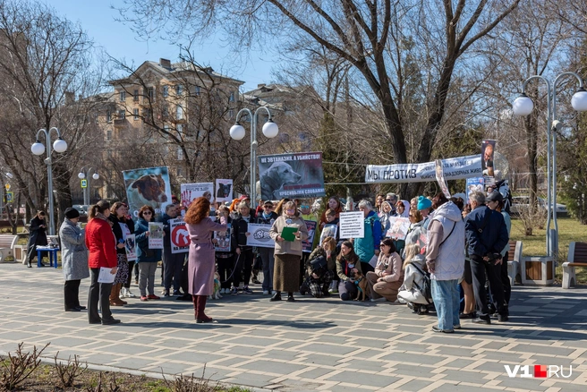 Участники митинга также записали видеообращение против убийства животных | Источник: Константин Завриков / V1.RU