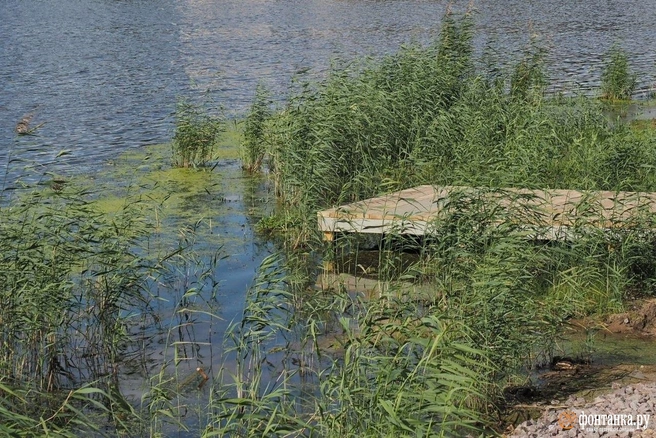 Ижора не входит в число водоемов, где рекомендовал бы купаться Роспотребнадзор | Источник: Михаил Огнев / FONTANKA.RU