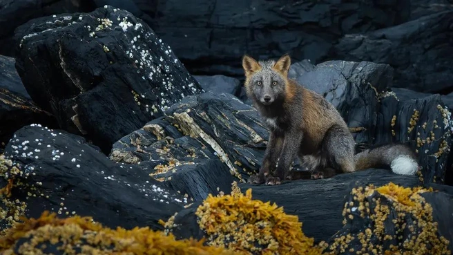 Источник: Zita Quentin / photocontest.smithsonianmag.com