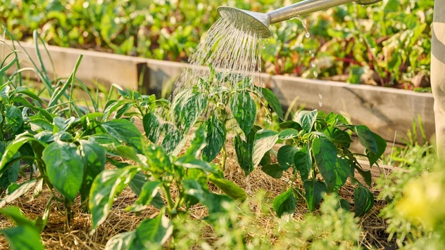 Как часто поливать перец в жару: секреты заботы о влаголюбивой культуре