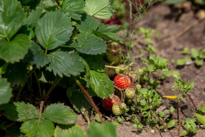 День Конона Огородника: традиции и запреты 18 марта