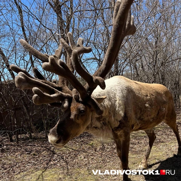 Источник: Алиса Князева / VLADIVOSTOK1.RU