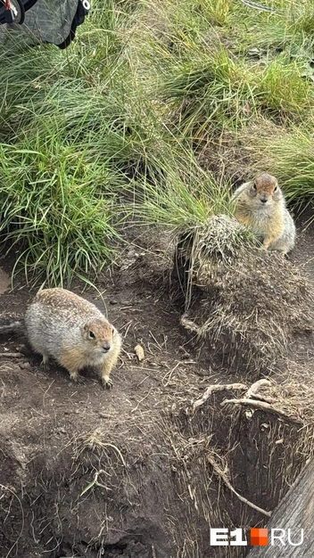 Они могут своровать всю вашу еду! \| Источник: Павел Кошкин