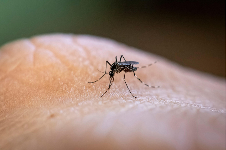 Вирусы, переносимые комарами, могут спровоцировать инсульт