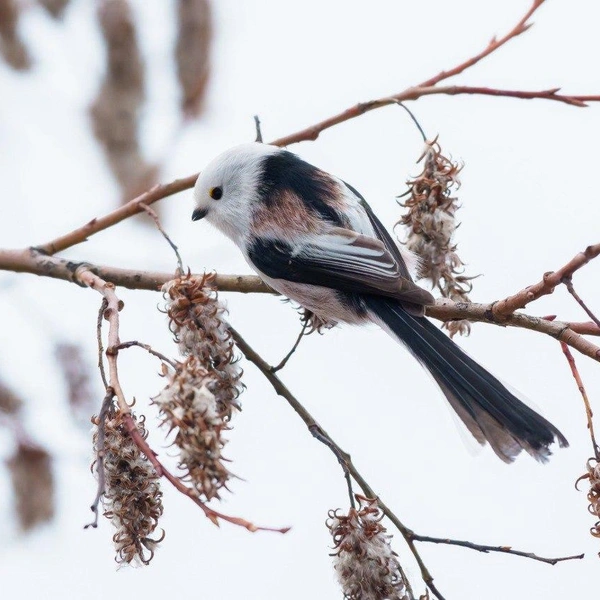 Источник: Станислав Крутоверцев / «Каждой твари по паре» 