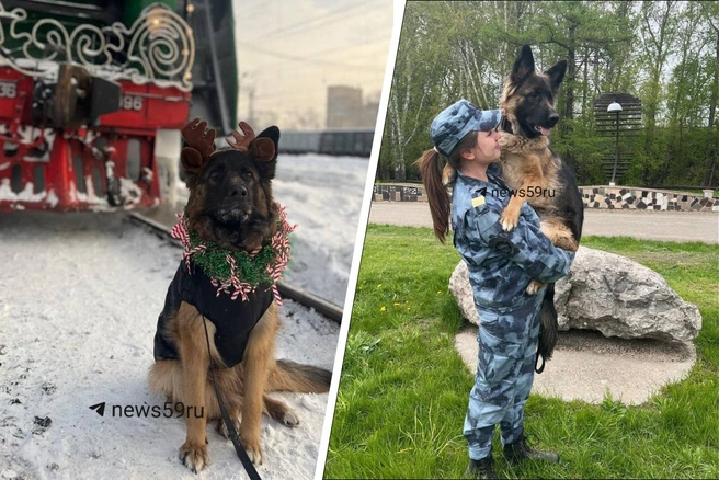 Слева — Гретта образе оленя охраняет поезд Деда Мороза. Справа — Гретта со своей хозяйкой, кинологом Алиной | Источник: пермская транспортная полиция