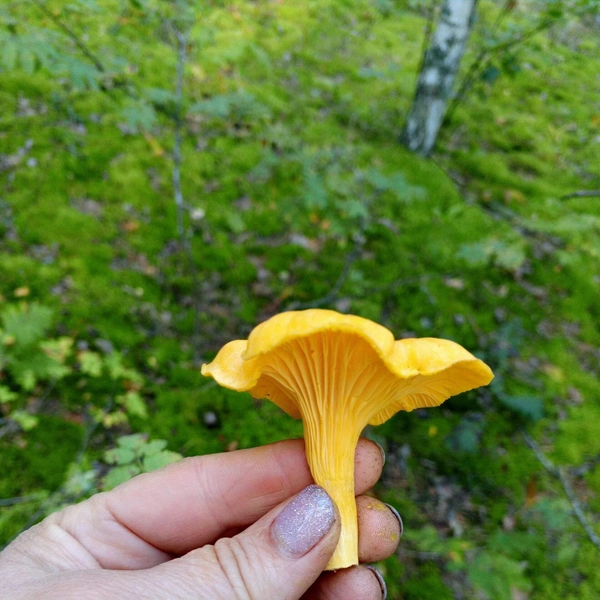 Источник: Наташа Башарова