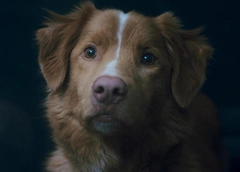 Могут ли животные видеть потусторонние миры: что скрывается за их «мистическим» поведением