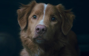 Могут ли животные видеть потусторонние миры: что скрывается за их «мистическим» поведением