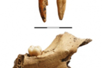Нижняя челюсть возрастом 12 000 лет найдена в Приморье