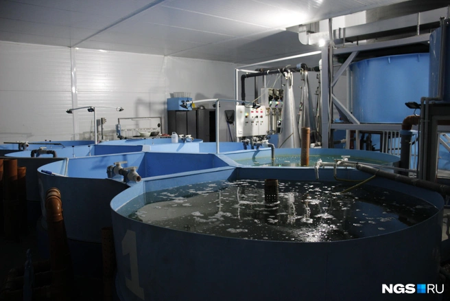 Вода проходит очистку в УЗВ-системах | Источник: Стас Соколов/NGS.RU
