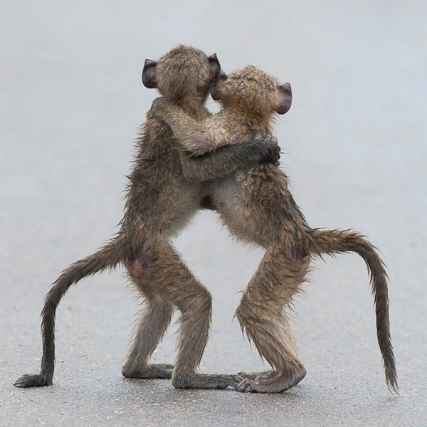 «Я веду!» | Источник: Tony Dilger / Comedy Wildlife Photography Awards 2015