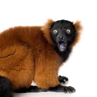 Главное — хвост: взгляните на одного из самых удивительных лемуров Мадагаскара