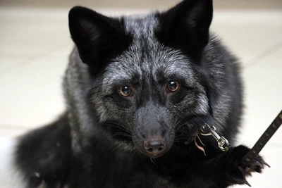 В Таврическом районе сняли лису необычного светлого окраса