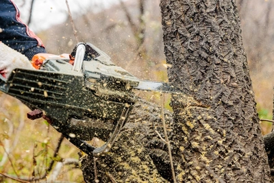 Забайкалец выплатил 310 тысяч за вырубку леса