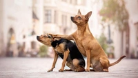 Самые смешные фото псов-братанов за всю историю комического конкурса Comedy Pet Photography Awards