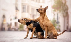 Самые смешные фото псов-братанов за всю историю комического конкурса Comedy Pet Photography Awards