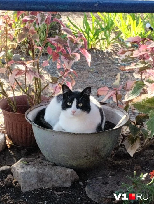 Сколько цветочков на фото? | Источник: читатели V1.RU