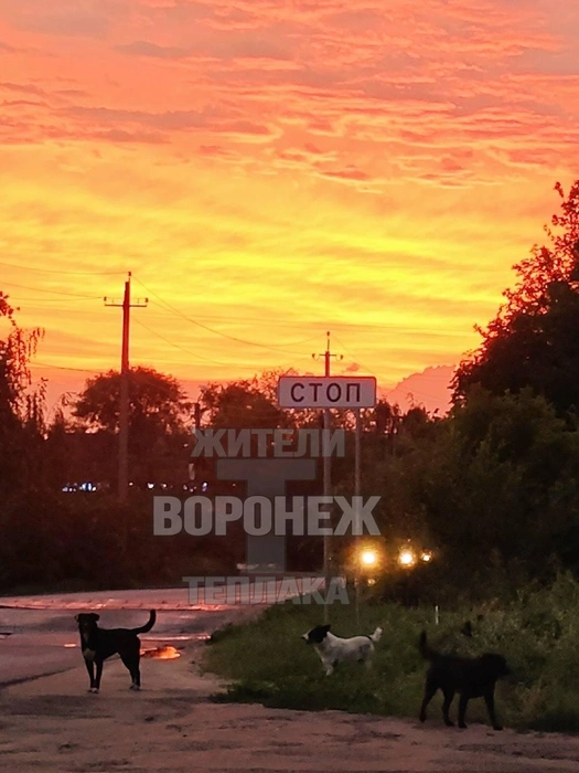 Перед нападением | Источник: «Жители Теплака (Воронеж) Тепличный Тенистый» / T.me