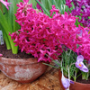 userpic__Восточная роза