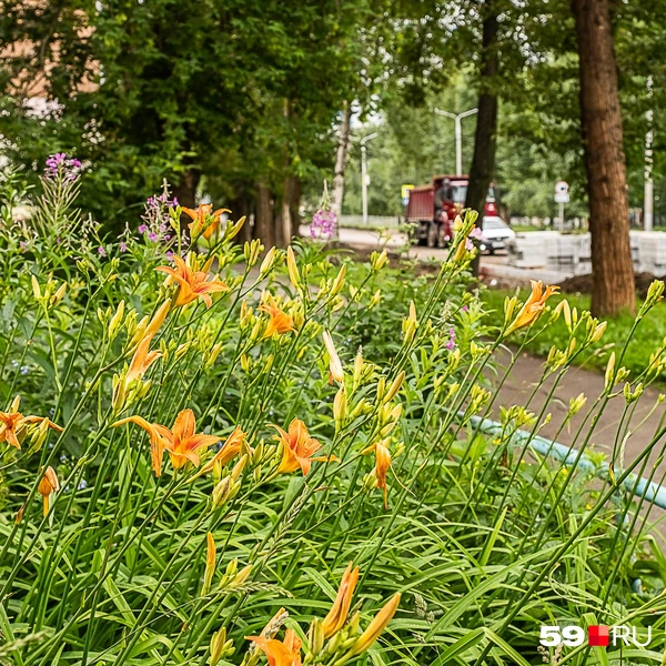 Рядом&nbsp;— цветочные заросли | Источник: Василина Любимова / 59.RU