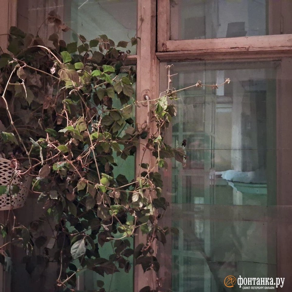Источник: Анна Мотовилова / «Фонтанка.ру»