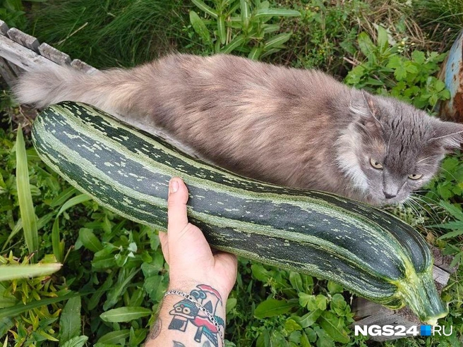 С кошкой не смешивать | Источник: Полина Бородкина / NGS24.RU