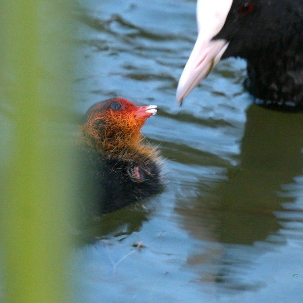 Источник: Каждой твари по паре | Павел Глазков | Животные, природа, Санкт-Петербург, Ленобласть