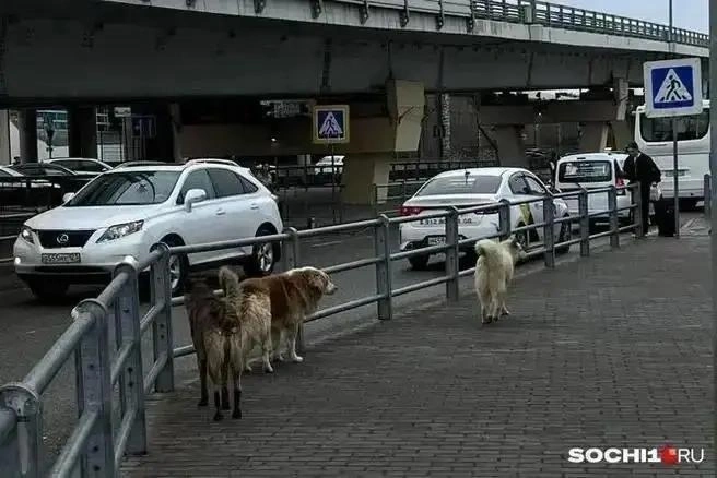 В приюте собаки оказываются после бродяжничества | Источник: Анна Грицевич / SOCHI1.RU
