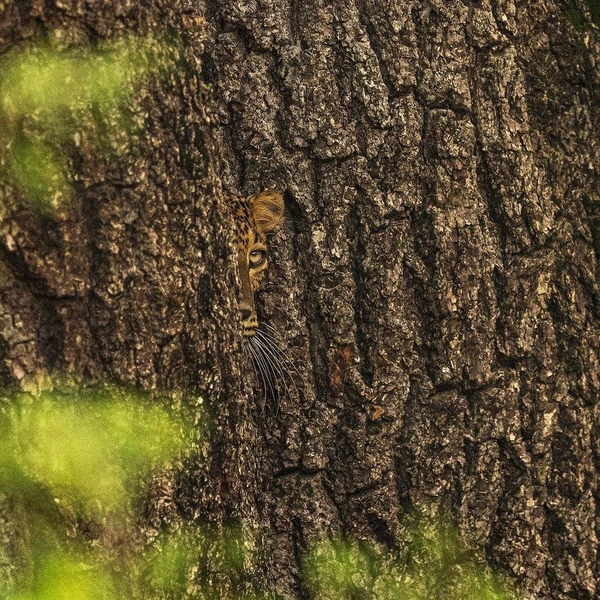 Финалист в номинации «Животные в естественной среде» | Источник: Prashanthan Yogendranathan / Nature inFocus Awards 2024