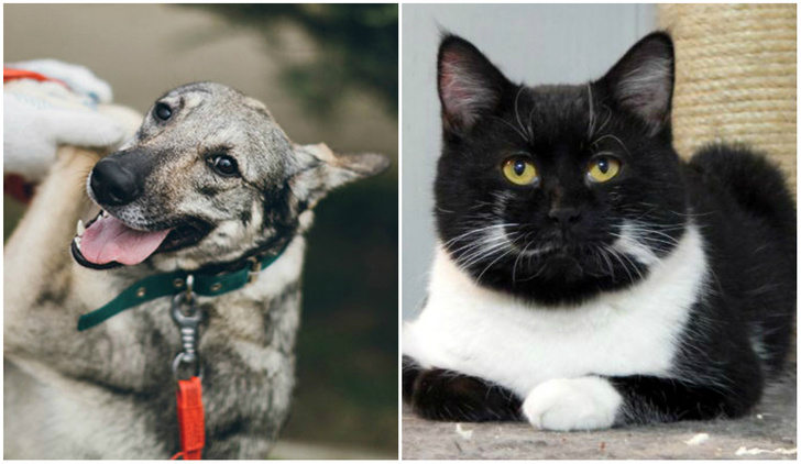 Котопёс недели: возьми из приюта собаку Глафиру или кота Пуаро