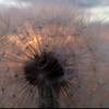 userpic__Murena