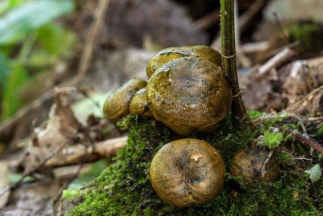 При срезании у гриба может выделяться млечный сок | Источник: Mycology.su