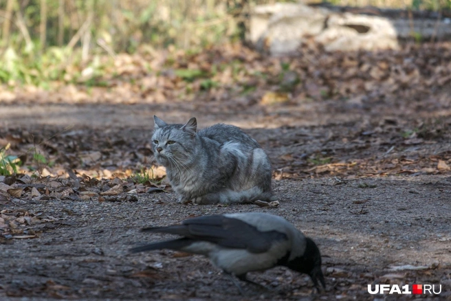 Когда сыт этой жизнью | Источник: Булат Салихов / UFA1.RU