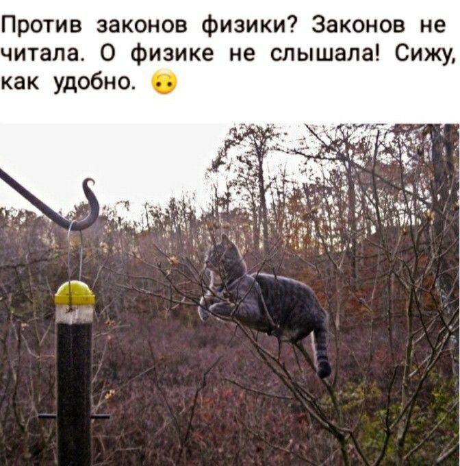 И еще коты и юмор :-) Здравствуйте, уважаемые, Приятного, времени, суток