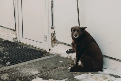 В Тюмени женщина швыряла собаку на бетон