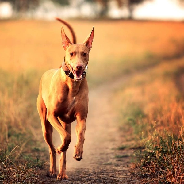 Источник: Anna Goroshnikova/Shutterstock/Fotodom.ru