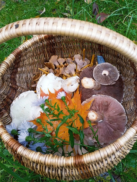 «Появились первые гигрофоры и фламулинки». Петербуржцы продолжают ходить за грибами  | Источник: Валентина Васильева / Грибы и Грибники СПб