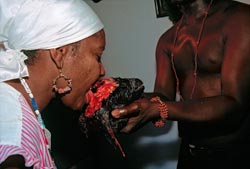 Ориша может пить кровь жертвенного животного устами одержимого им человека. Некоторым оришам достаточно курицы, другие требуют теленка или барашка | Источник: ABBAS/MAGNUM PHOTOS/AGENCY PHOTOGRAPHER.RU